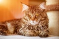 Portrait of a Cute cat of the Maine Coone breed