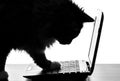 Portrait of cute cat master the technology using a netbook Royalty Free Stock Photo