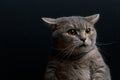 Portrait of cute cat scottish straight Royalty Free Stock Photo