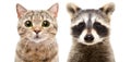 Portrait of a cute cat Scottish Straight and raccoon