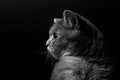 Portrait of cute cat scottish straight in studio with dark background Royalty Free Stock Photo