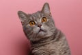 Portrait of cute cat scottish straight Royalty Free Stock Photo