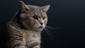 Portrait of cute cat scottish straight in studio Royalty Free Stock Photo