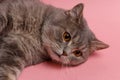 Portrait of cute cat scottish straight in studio Royalty Free Stock Photo