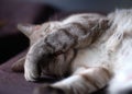 Portrait of a cute cat sleeping with a paw on its face Royalty Free Stock Photo