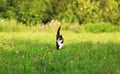 Portrait of a cute cat walking on a lush green meadow on a warm spring day among the flowers of fragrant pink clover Royalty Free Stock Photo