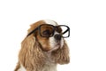 PORTRAIT OF A CUTE CAVALIER SPANIEL WEARING BLACK GLASSES. ISOLATES STUDIO SHOT AGAINST WHITE BACKGROUND Royalty Free Stock Photo