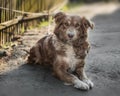 Portrait of cute chained brown or red dog lying or resting on old village yard next to wooden fence in shadow. The dog looks into
