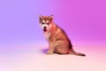Portrait of cute charming puppy of Malamute dog looking at camera over lilac color background in neon light filter Royalty Free Stock Photo