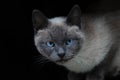 Portrait of a cute charming purebred cat with blue eyes close-up. The concept of pets and minimalism. A Siamese cat on a