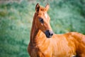 Portrait of cute chestnut foal Royalty Free Stock Photo