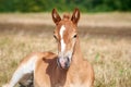 Portrait of a cute chestnut foal with a white stripe on the forehead lying on the grass on the meadow Royalty Free Stock Photo