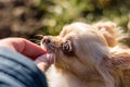 Portrait of a cute chihuahua feeding with a tidbits from a hand Royalty Free Stock Photo