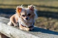 Portrait of a cute chihuahua lying on a wooden bench and looking Royalty Free Stock Photo