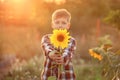 Portrait of cute child boy hiding behind sunflower on sunset summer day Royalty Free Stock Photo