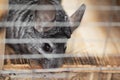 Portrait of cute chinchilla walking in wooden cage, concept of pets routine, furry rodents