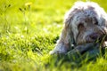 Portrait of a Cute Puppy Chewing Bone in a Grass Field