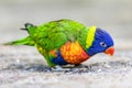 Portrait of a colorful little parrot Royalty Free Stock Photo