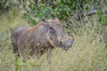 Portrait of a cute common Warthog or Phacochoerus africanus in a game reserve