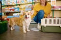 Portrait of cute corgi dog over pet shop indoor interior