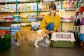 Portrait of cute corgi dog over pet shop indoor interior