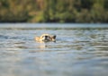 Portrait cute a Corgi puppy with big ears swims funny in a blue lake on a hot summer day pulling its face out of the water