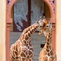 Portrait of cute couple of giraffes in the zoo. Royalty Free Stock Photo