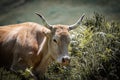 Portrait of cute cow in pyrenees looking at camera Royalty Free Stock Photo