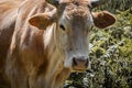 Portrait of cute cow in pyrenees looking at camera Royalty Free Stock Photo