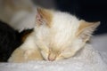 Portrait of a cute asleep kitten Royalty Free Stock Photo