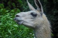 Close up Llama. Headshot, profile view, haughty expression