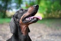 Portrait of a cute dachshund dog, black and tan, smile and happy in summer sunny day for a walk in the summer park Royalty Free Stock Photo