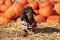 Portrait cute Dachshund puppy, black and tan, dressed in a village check shirt, standing nearby a heap a pumpkin harvest