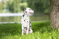 Portrait of cute dalmatian dog with black spots at nature. Smiling purebred dalmatian pet from 101 dalmatian movie Royalty Free Stock Photo