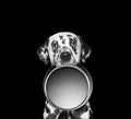Portrait of a cute dalmatian and his food bowl