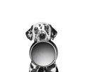 Portrait of a cute dalmatian and his food bowl