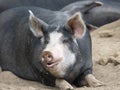 Portrait of a cute dark-haired sleepy pig
