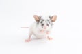Portrait of cute decorative mouse, on light background