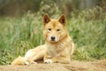 Portrait of a Cute Dingo