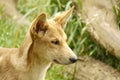 Portrait of a Cute Dingo