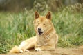 Portrait of a Cute Dingo