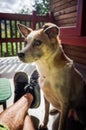 Portrait of cute dog begging for a treat outside on the porch Royalty Free Stock Photo