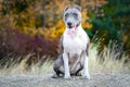 Portrait cute dog blue american staffordshire terrier pit bull puppy standing on a stump in the forest in nature Royalty Free Stock Photo