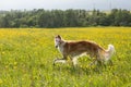 Portrait of cute dog breed russian borzoi running in the green grass and yellow buttercup field in summer at sunset.