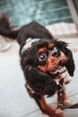 Portrait of cute dog on a city sidewalk