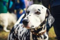 Portrait of a cute dog Dalmatian closeup on a walk Royalty Free Stock Photo
