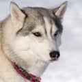 Portrait cute of dog husky breed before winter sport competition sled dog race