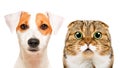Portrait of cute dog Jack Russell Terrier and cat Scottish Fold Royalty Free Stock Photo