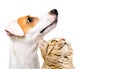 Portrait of cute dog Jack Russell Terrier and cat Scottish Straight, side view Royalty Free Stock Photo