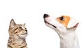 Portrait of cute dog Jack Russell Terrier and kitten Scottish Straight Royalty Free Stock Photo
